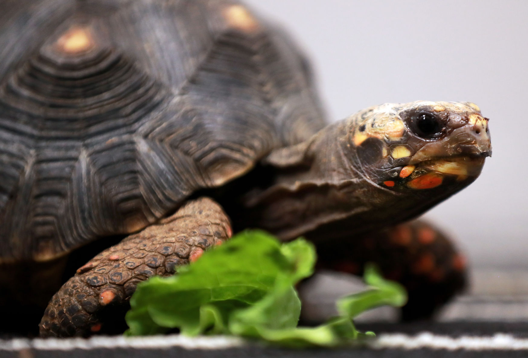 111719_ActiveAnimals007_bjs.JPG